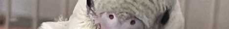 Gibbyclonque