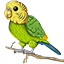 Budgie Network Budgie Network