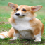 the dogs smp